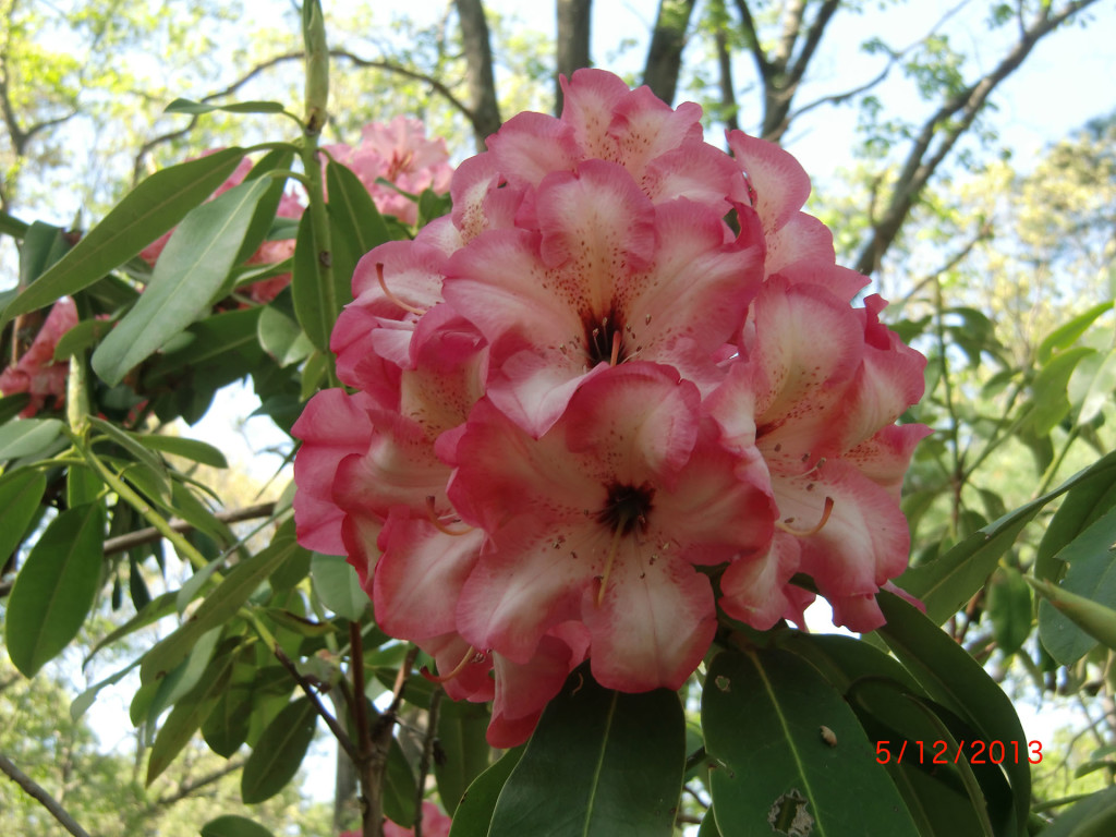 TT243 = Parker's Pink x Martha Phipps