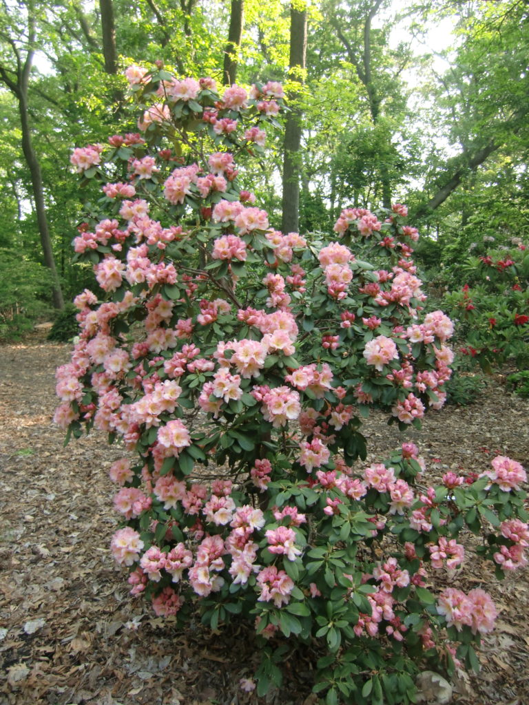 TT296 Plant = Janet Blair x (Margolit x Woodbench)