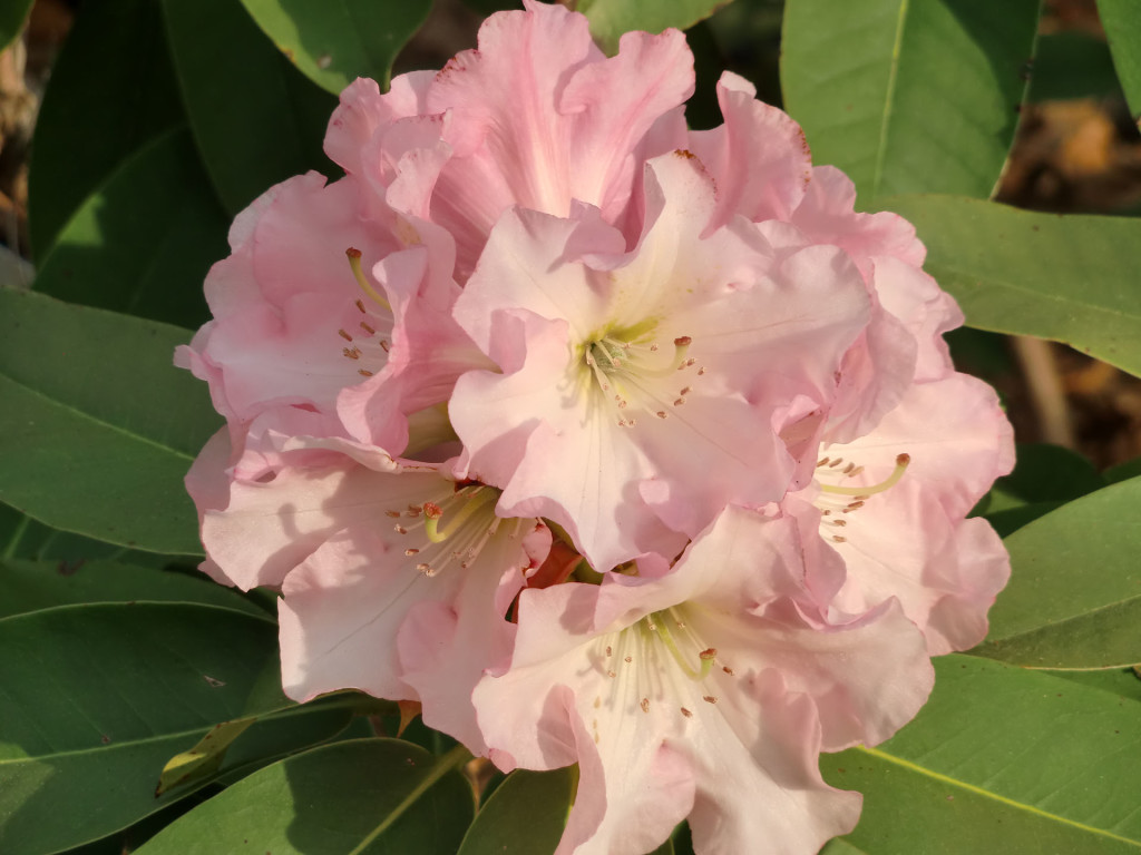 TT133 = 'Parker's Pink' x 'Martha Phipps'