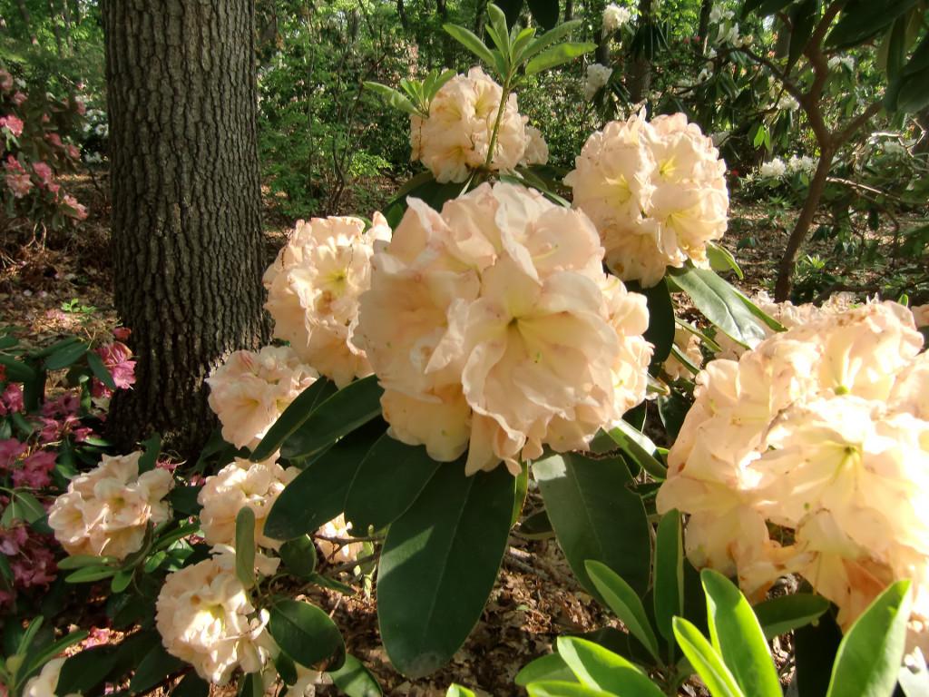 TT201 = 'Janet Blair' x ('Margolit' x 'Woodbench')