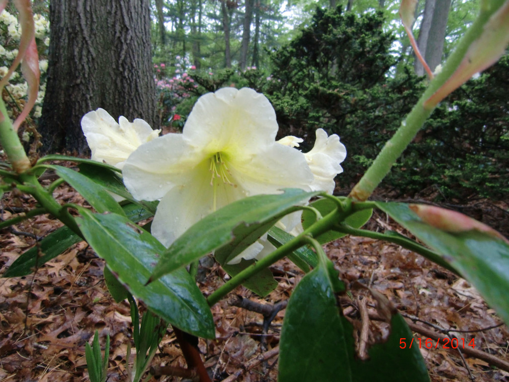 TT203: {Apricot Fantasy Phipps 32) x (Margolit x Woodbench)} x Apricot Fantasy x Bud's Yellow x max rose x Bob Bovee x yak x lacteum}