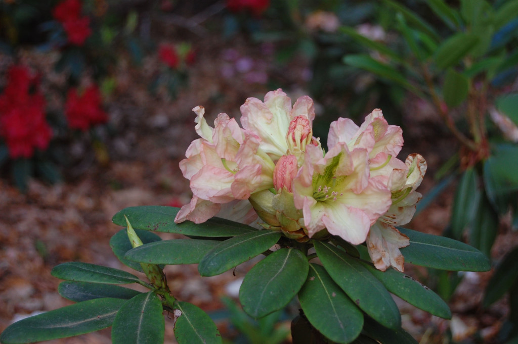 TT206  = 'King of Shrubs' x 'Veluptuous'