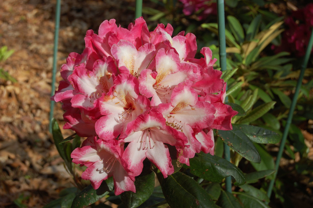 TT219='Marybelle' x 'Skipper' x (Yak x Phipps 32) x 'Viennese Waltz' x 'Gosh Darn'