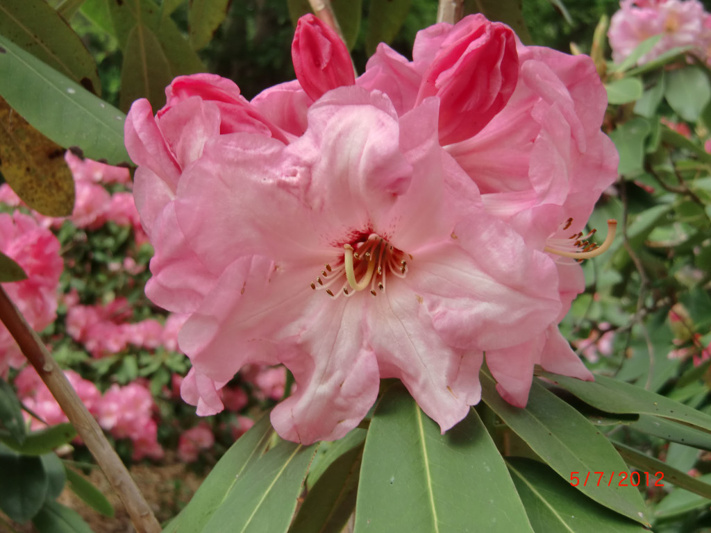 TT226 'Parker's Pink' x 'Martha Phipps'