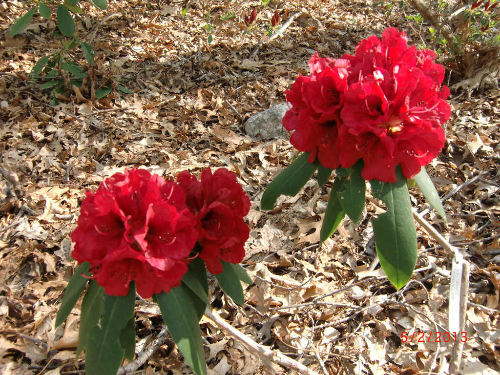  ('Jean Marie' x 'Wardance') x (haematodes x yak). 