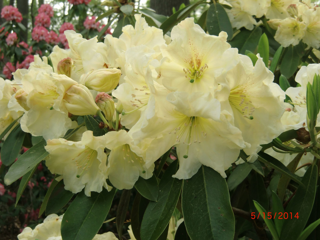 TT268= 'Gate Cream' x 'Martha Phipps'