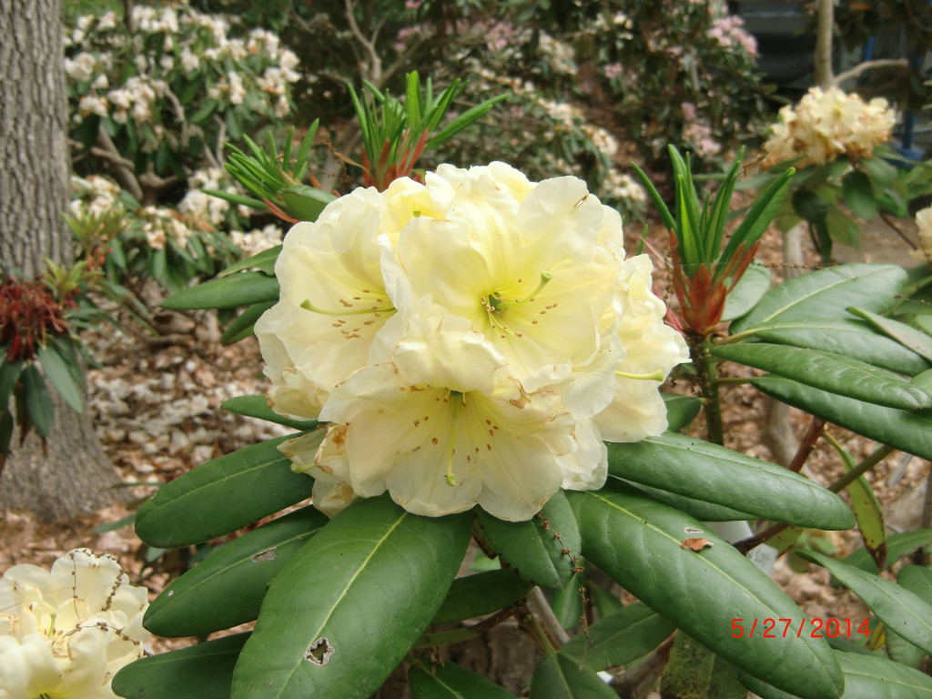 TT275= {('Apricot Fantasy' x 'Martha Phipps') x 'Gold Medal'} x TT106