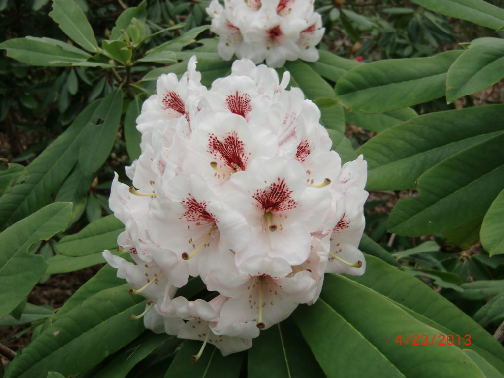 Andy Paton Bob Furman hybrid, Scintillation x calophytum