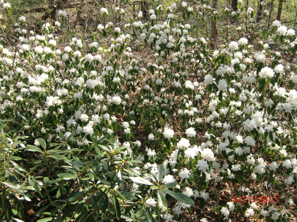 'Beatricce Hyde' white muchronulatum x white dauricum