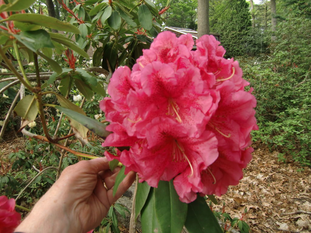 'Dorothy Russell'