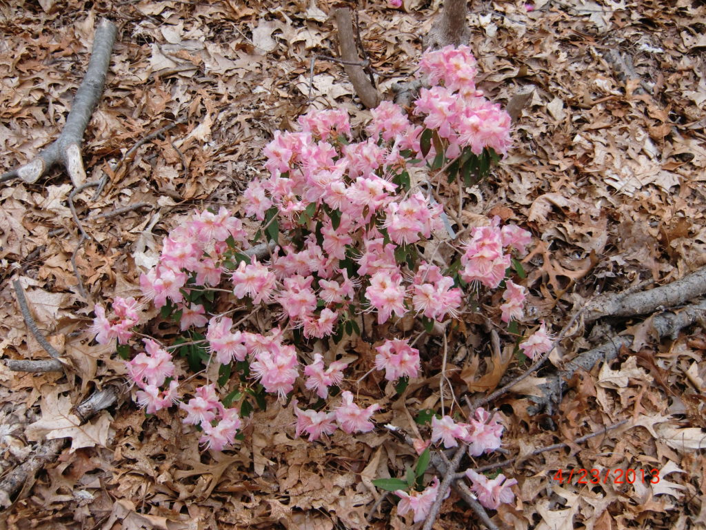 'Gee Gee' open pollinated x 'Florida #1' George Woodard plant