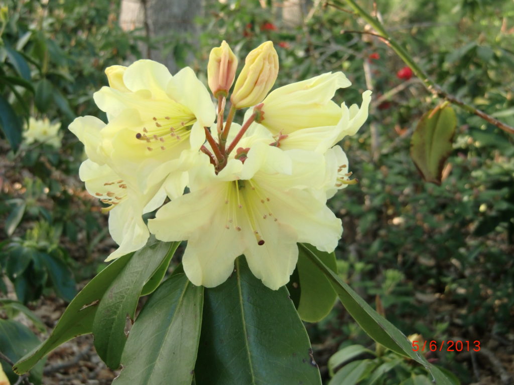 'Golden Star'