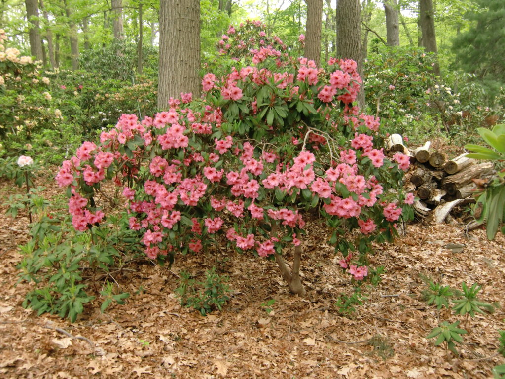 'Katarina' plant