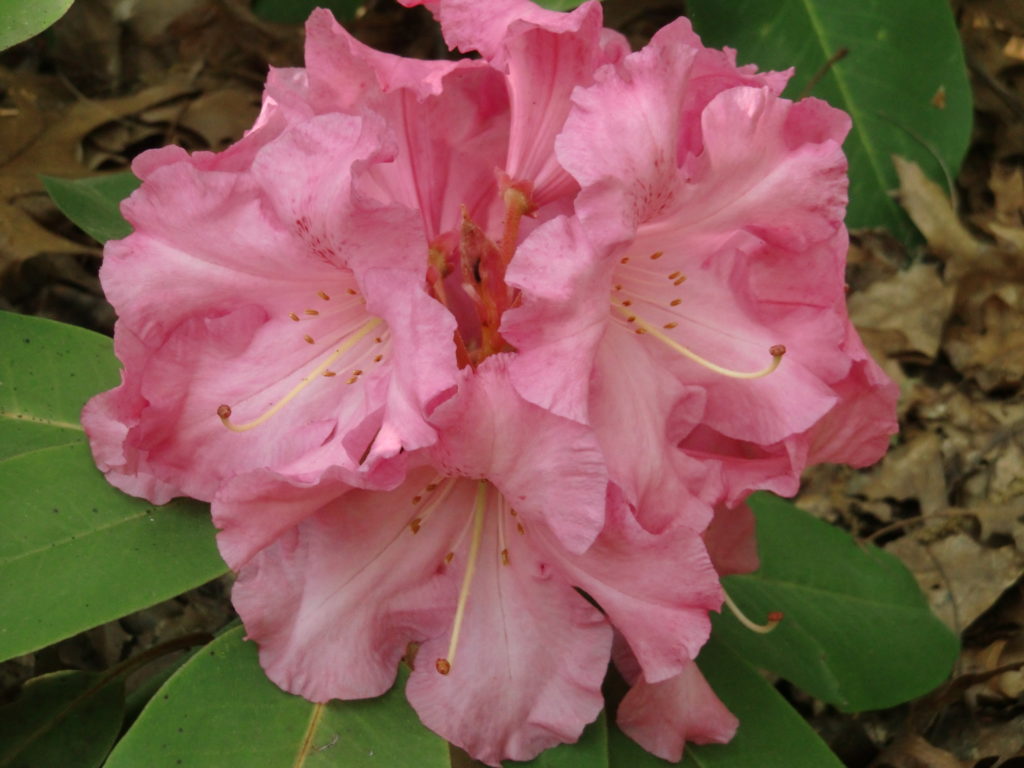 'Nathan Hale' or 'Halesite Maiden' Dexter seedling