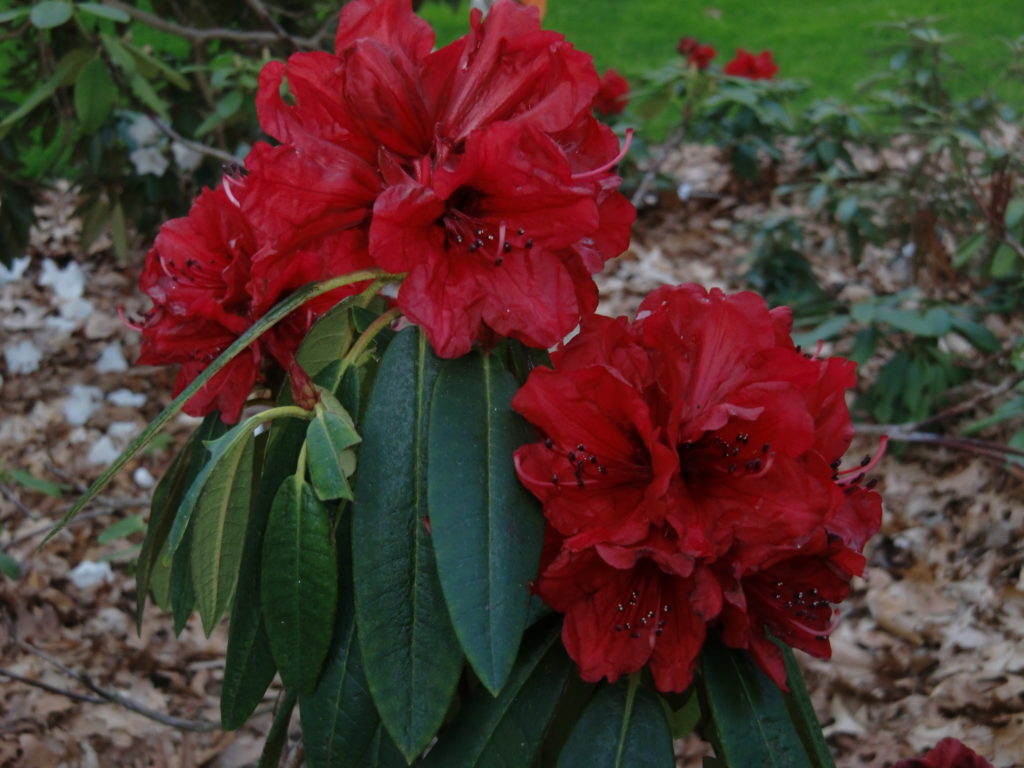 'Peter Faulk' x 'Red Crown' George Woodard hybrisd