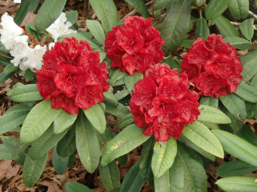 'Red River' x 'Maxine Margaret' George Woodard hybrid