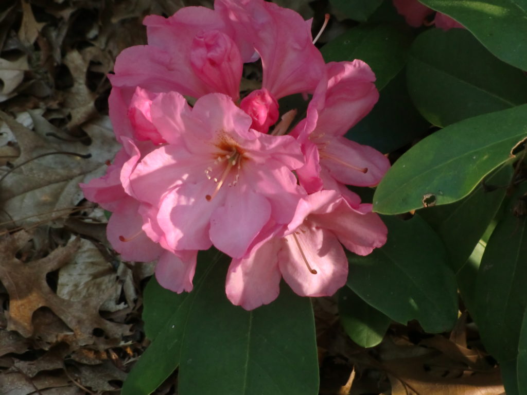 'Rona Pink' An unknown Dexter hybrid selected by Tom Konig.