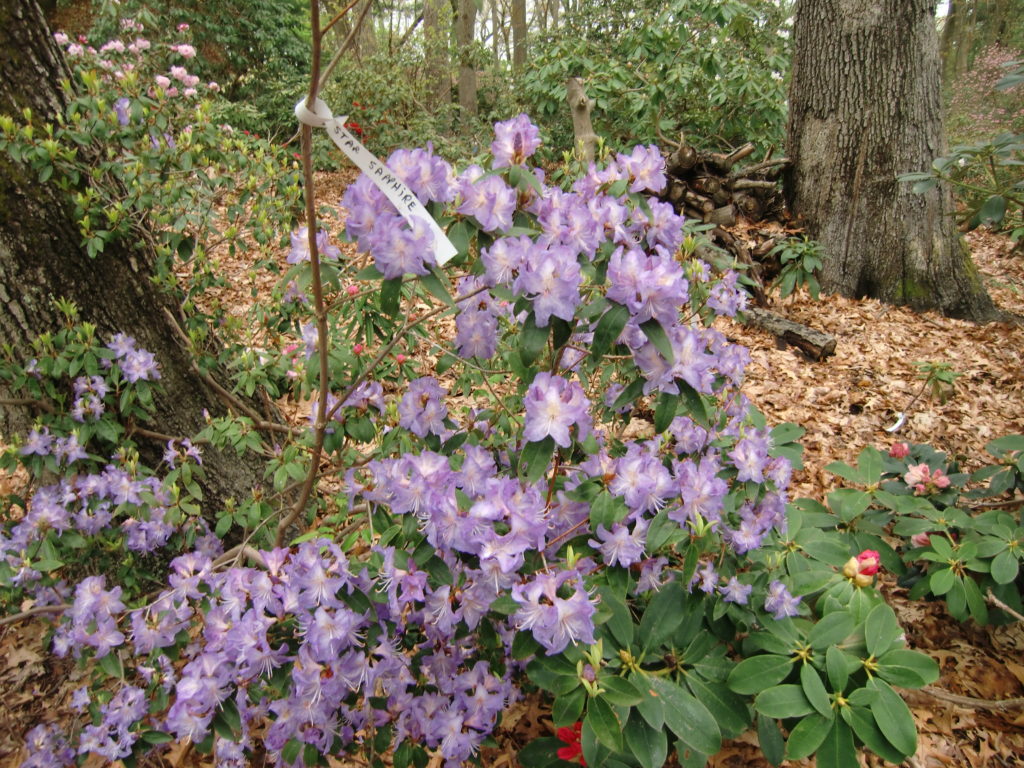 'Star Sapphire' Hardgrove hybrid