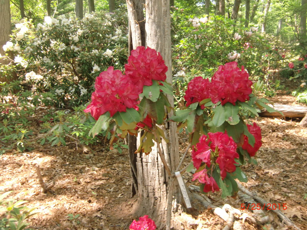 'Super Nova' x 'Very Berry' whole plant. George Woodard hybrid.