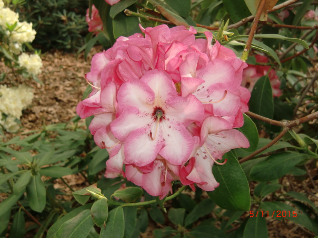 TT243 = Parker's Pink x Martha Phipps