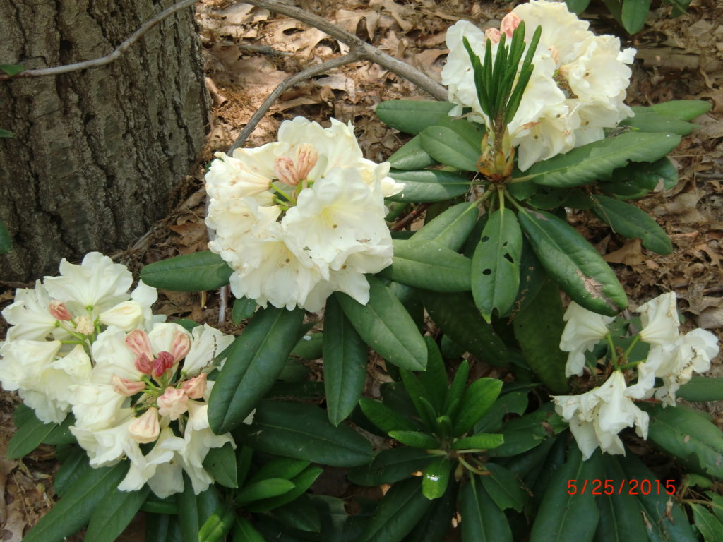 TT282 = 'Nestucca' x 'V.Waltz' x 'Martha Phipps' x 'Yellow Nola' George Woodard hybrid