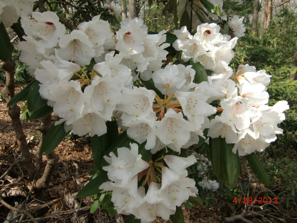 hyperythrum x 'Martha Phipps' George Woodad plant